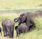 サバンナを移動するアフリカ象の家族