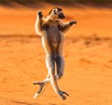 マダガスカルの横っ跳び猿！ベローシファカ