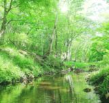 小川が流れ新緑まぶしい森の中