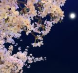 月下に広がる満開の夜桜